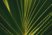 Health benefits of Cactus/Aloe Vera