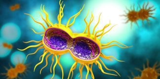 First cases of gonorrhea resistant to several classes of antibiotics identified in the U.S. First cases of gonorrhea resistant to several classes of antibiotics identified in the U.S.